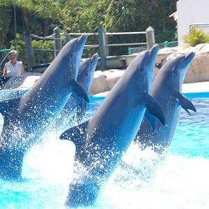 Atlantic Bottle-nosed Dolphins at Lisbon Zoo, 24/05/11