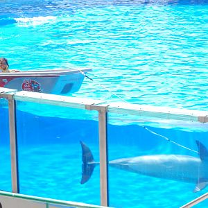 Dolphin Show at Lisbon Zoo, 24/05/11