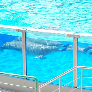 Dolphin Show at Lisbon Zoo, 24/05/11