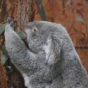 Queensland Koala at Lisbon Zoo, 24/05/11