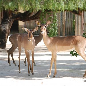 Black-faced Impala at Lisbon Zoo, 24/05/11