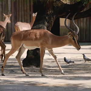 Black-faced Impala at Lisbon Zoo, 24/05/11