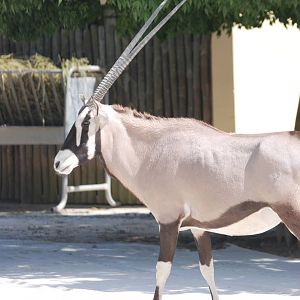 Gemsbok at Lisbon Zoo, 24/05/11