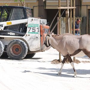 Gemsbok Inspecting Resurfacing Works at Lisbon Zoo, 24/05/11