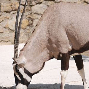 Gemsbok at Lisbon Zoo, 24/05/11