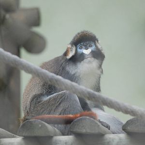 Black-cheeked Red-tailed Guenon at Lisbon Zoo, 24/05/11