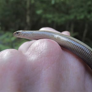 Slow Worm