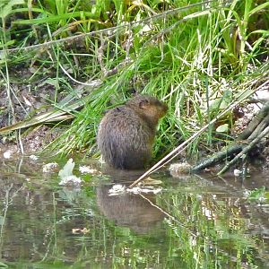 Water Vole