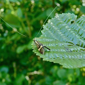 Caddis Fly