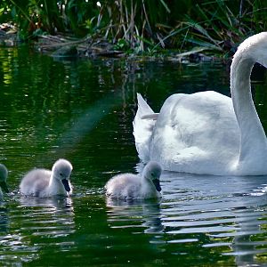 Mute Swan Family