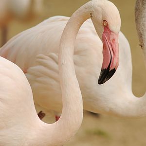 Greater Flamingo