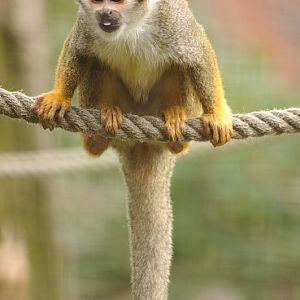 Bolivian squirrel monkey