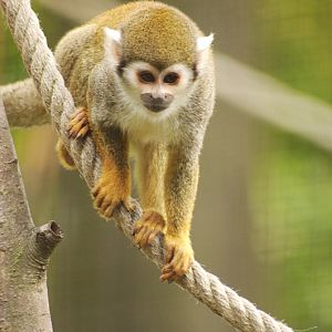 Bolivian squirrel monkey