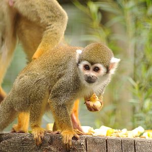 Bolivian squirrel monkey