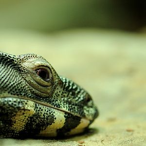 Lace monitor