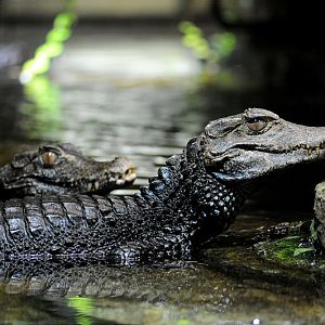 Cuvier's dwarf caiman