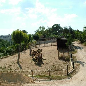 Camel Paddock at Lisbon Zoo, 24/05/11