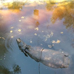 Bathing Indian Rhino at Lisbon Zoo, 24/05/11