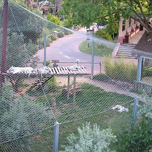 White Tiger Exhibit at Lisbon Zoo, 24/05/11
