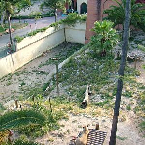 Angolan Lion Exhibit at Lisbon Zoo, 24/05/11