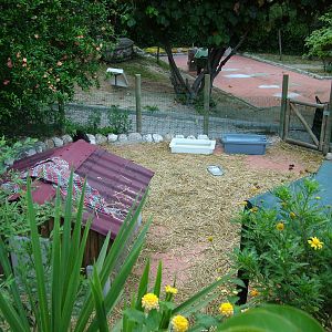 Peccary Enclosure at Lisbon Zoo, 24/05/11