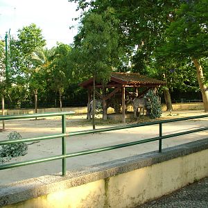 Zebra Exhibit at Lisbon Zoo, 24/05/11