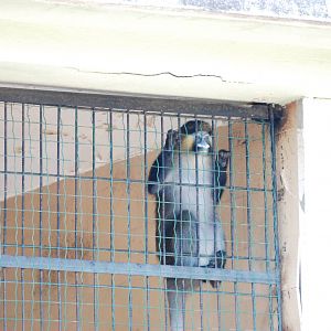 Moustached Guenon at Lisbon Zoo, 24/05/11