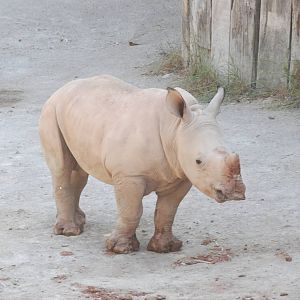 White Rhino Youngster at Lisbon Zoo, 24/05/11