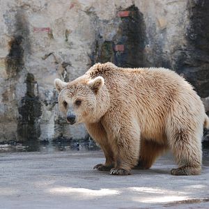 Brown Bear at Lisbon Zoo, 24/05/11