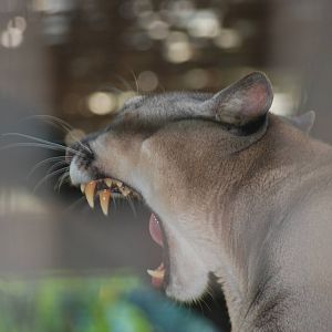 Puma at Lisbon Zoo, 24/05/11