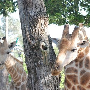 Angolan Giraffes at Lisbon Zoo, 24/05/11