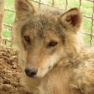arabic wolf (dezfule zoo)