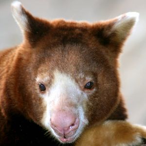 Matschie's tree-kangaroo; Cologne; 28th May 2011