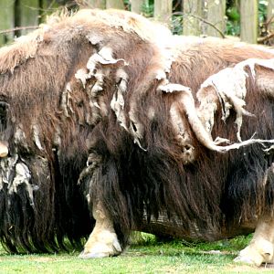 Musk-ox; Cologne; 28th May 2011