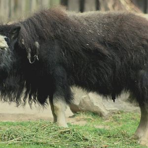 Young musk-ox; Cologne; 28th May 2011
