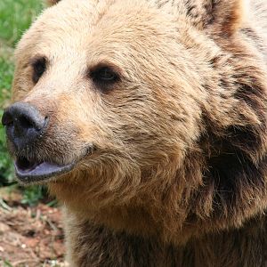 European brown bear