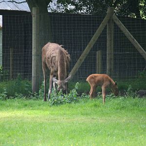 Eurasian elk and calf