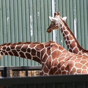 Reticulated giraffes
