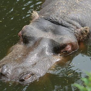 Common hippopotamus