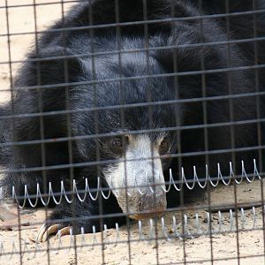 Sri Lankan sloth bear