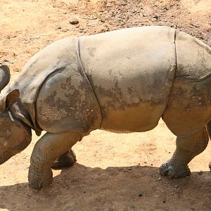 Indian rhino youngster