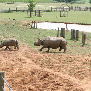 Indian rhinos