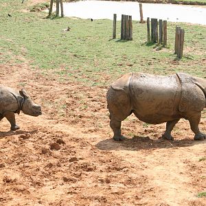 Indian rhinos