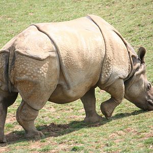 Indian rhino