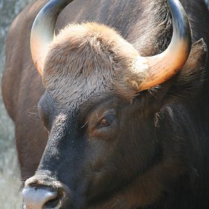 Gaur