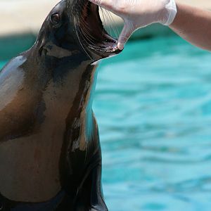 California sea lion