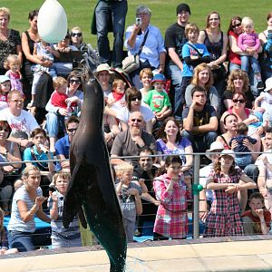 California sea lion jump