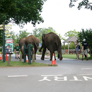 Elephants go for a walk