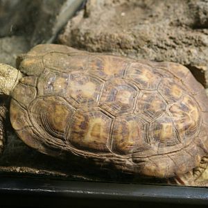 Pancake tortoise