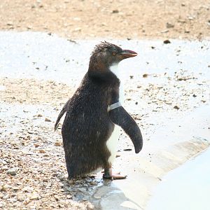 Rockhopper penguin chick